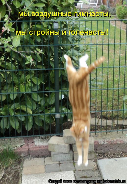Котоматрица: мы воздушные гимнасты, мы стройны и голенасты!
