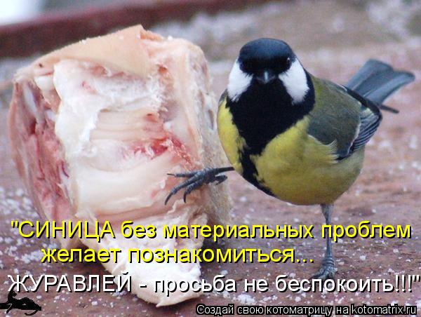 "СИНИЦА без материальных проблем желает познакомиться... ЖУРАВЛЕЙ - просьба не беспокоить!!!"... Котоматрица: "СИНИЦА без материальных проблем желает познакомиться... ЖУРАВЛЕЙ - просьба не беспокоить!!!"