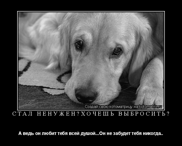 Стал ненужен?Хочешь выбросить? А ведь он любит тебя всей душой...Он не забудет тебя никогда..... Котоматрица: Стал ненужен?Хочешь выбросить? А ведь он любит тебя всей душой...Он не забудет тебя никогда..