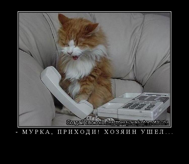 Котоматрица:  