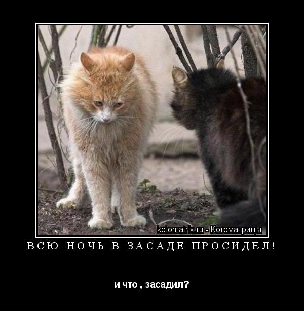 Котоматрица: Всю ночь в засаде просидел! и что , засадил?