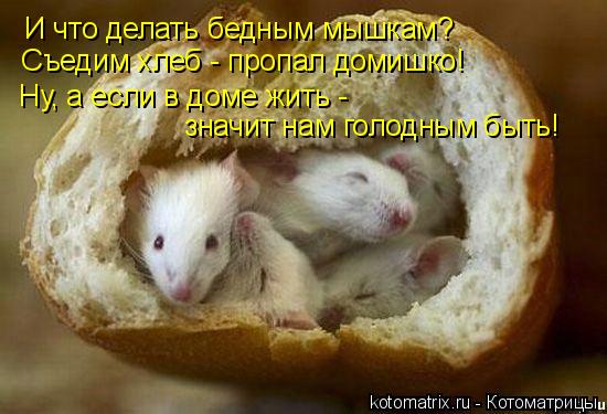 Котоматрица: И что делать бедным мышкам?  Съедим хлеб - пропал домишко!  Ну, а если в доме жить -  значит нам голодным быть!