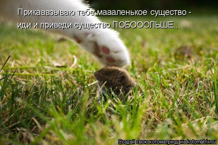 Котоматрица: Прикааазываю тебе маааленькое существо - иди и приведи существо ПОБОООЛЬШЕ...