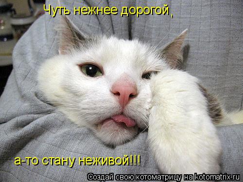 Котоматрица: Чуть нежнее дорогой , а-то стану неживой!!!
