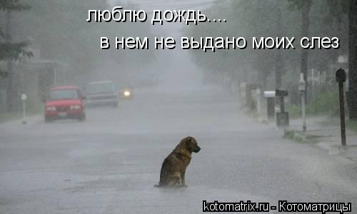 Котоматрица: люблю дождь.... в нем не выдано моих слез