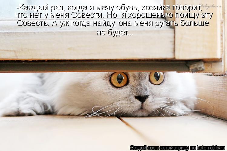 Котоматрица: -Каждый раз, когда я мечу обувь, хозяйка говорит,  что нет у меня Совести. Но  я хорошенько поищу эту  Совесть. А уж когда найду, она меня ругать