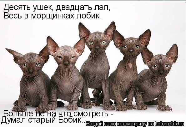 Котоматрица: Десять ушек, двадцать лап, Весь в морщинках лобик. Больше не на что смотреть -  Думал старый Бобик...