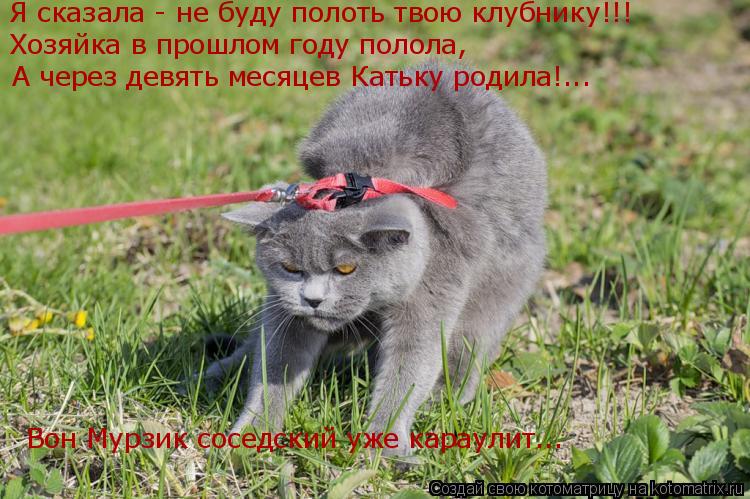 Котоматрица: Хозяйка в прошлом году полола, А через девять месяцев Катьку родила!... Я сказала - не буду полоть твою клубнику!!! Вон Мурзик соседский уже ка