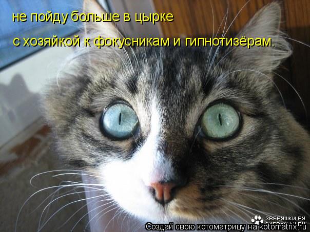 Котоматрица: не пойду больше в цырке с хозяйкой к фокусникам и гипнотизёрам.