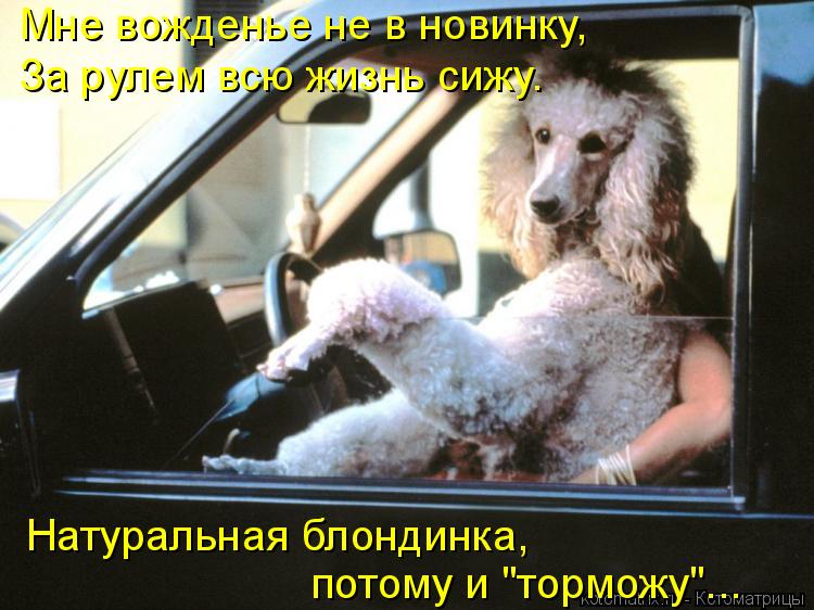 Котоматрица: Мне вожденье не в новинку,  За рулем всю жизнь сижу.  Натуральная блондинка,  потому и "торможу"...