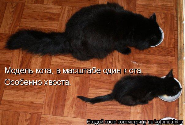 Котоматрица: Модель кота, в масштабе один к ста. Особенно хвоста.