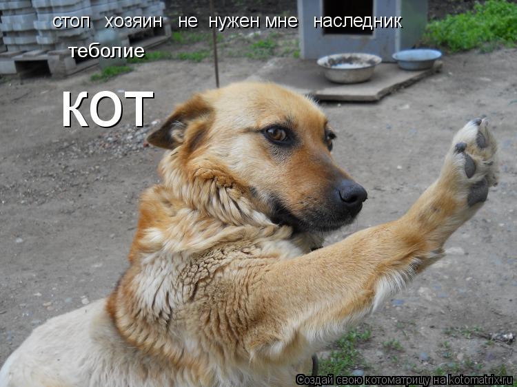 Котоматрица: стоп   хозяин   не  нужен мне   наследник    теболие кот