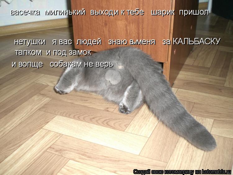 Котоматрица: васечка  милинький  выходи к тебе   шарик  пришол  нетушки   я вас  людей   знаю в меня   за КАЛЬБАСКУ тапком  и под замок и вопще   собакам не вер