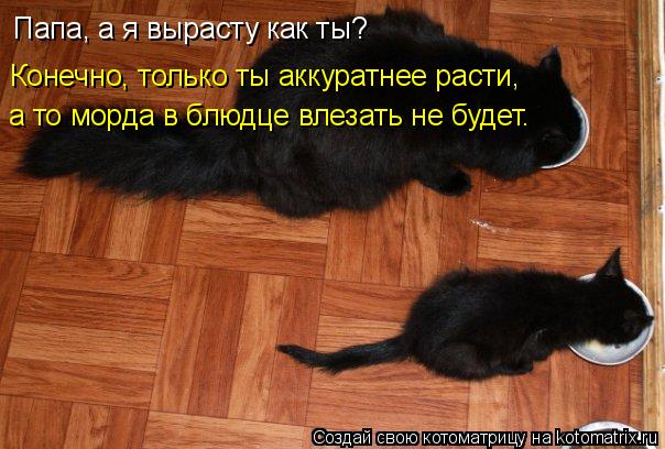 Котоматрица: Папа, а я вырасту как ты? Конечно, только ты аккуратнее расти,  а то морда в блюдце влезать не будет.