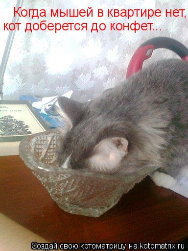 Котоматрица: Когда мышей в квартире нет, кот доберется до конфет... кот доберется до конфет...