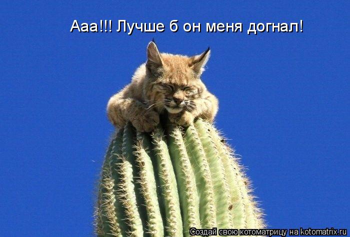 Котоматрица: Ааа!!! Лучше б он меня догнал!