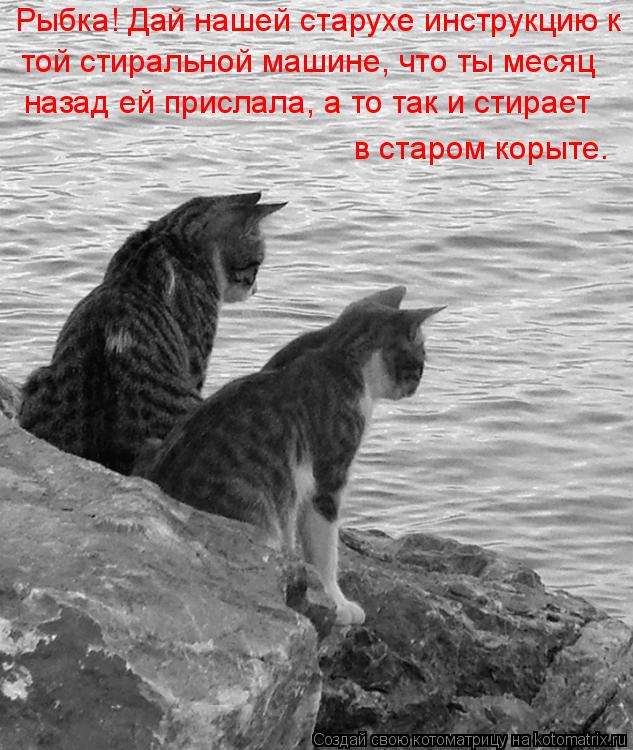 Рыбка! Дай нашей старухе инструкцию к той стиральной машине, что ты месяц назад ей прислала, а то так... Котоматрица: Рыбка! Дай нашей старухе инструкцию к той стиральной машине, что ты месяц назад ей прислала, а то так и стирает в старом корыте.