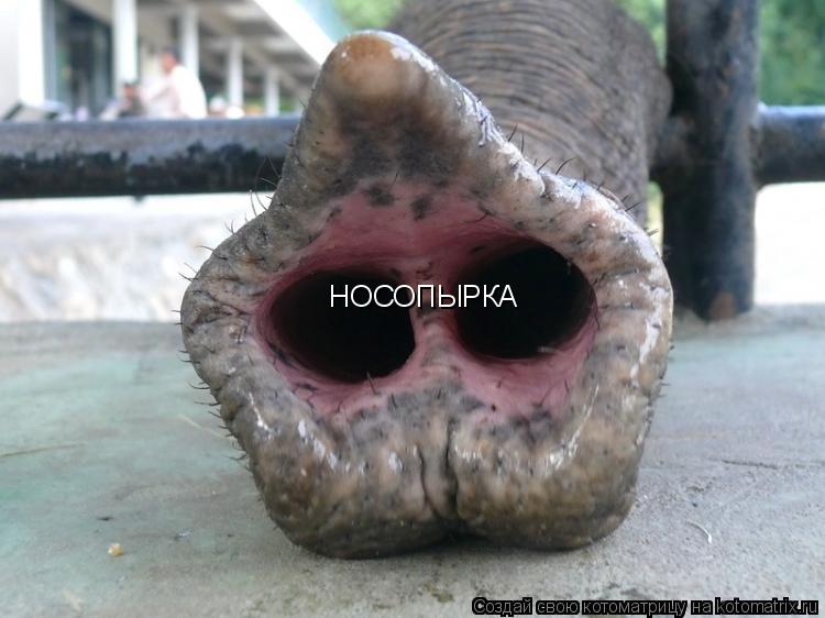 Котоматрица: НОСОПЫРКА