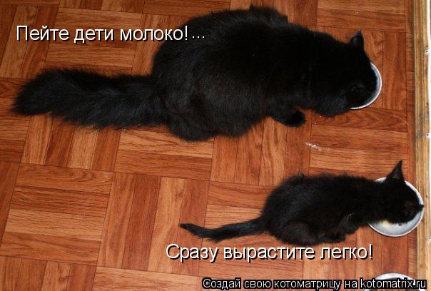Котоматрица: Пейте дети молоко! Сразу вырастите легко! ...