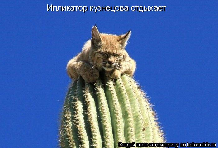Котоматрица: Ипликатор кузнецова отдыхает
