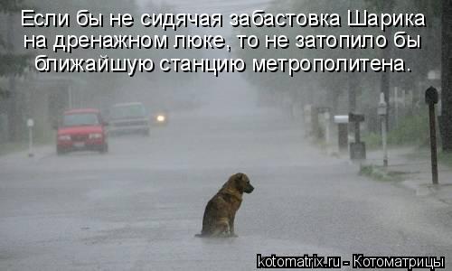 Котоматрица: Если бы не сидячая забастовка Шарика на дренажном люке, то не затопило бы ближайшую станцию метрополитена.