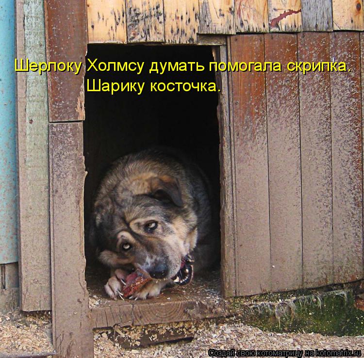 Котоматрица: Шерлоку Холмсу думать помогала скрипка. Шарику косточка.