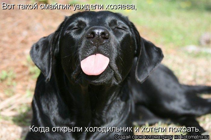 Котоматрица: Вот такой смайлик увидели хозяева, Когда открыли холодильник и хотели пожрать.