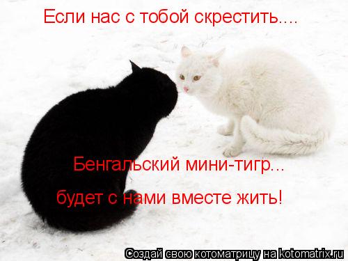Котоматрица: Если нас с тобой скрестить.... Бенгальский мини-тигр... будет с нами вместе жить!