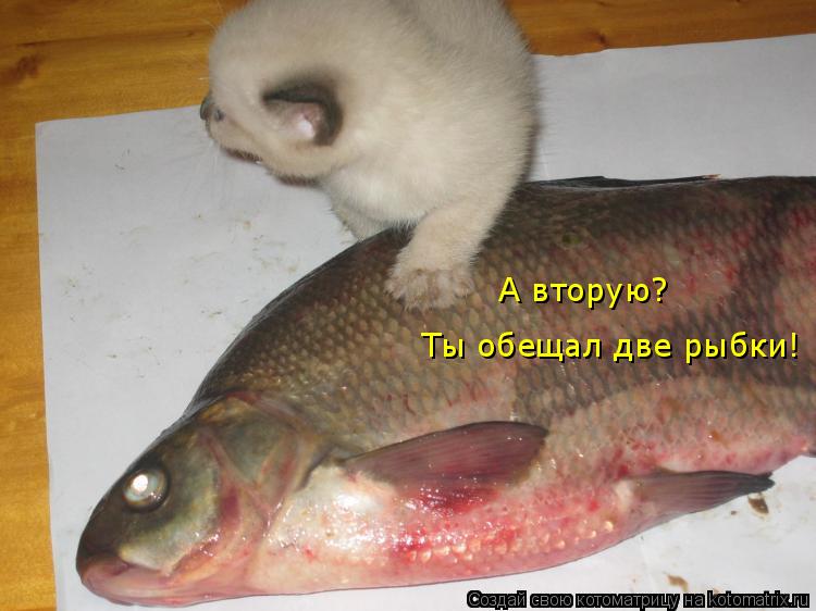 Котоматрица: А вторую?  Ты обещал две рыбки!