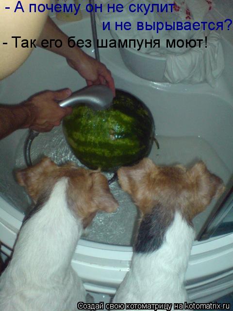 Котоматрица: - А почему он не скулит  и не вырывается? - Так его без шампуня моют!