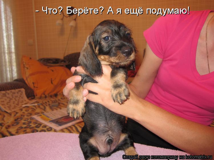 Котоматрица: - Что? Берёте? А я ещё подумаю!
