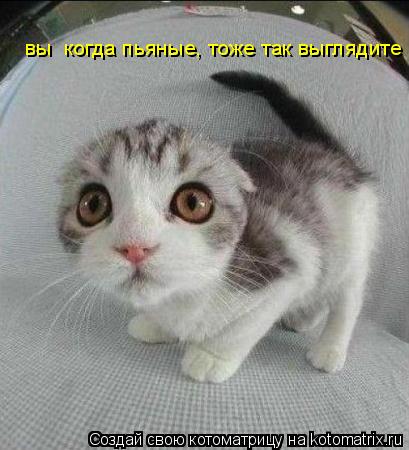 Котоматрица: вы  когда пьяные, тоже так выглядите
