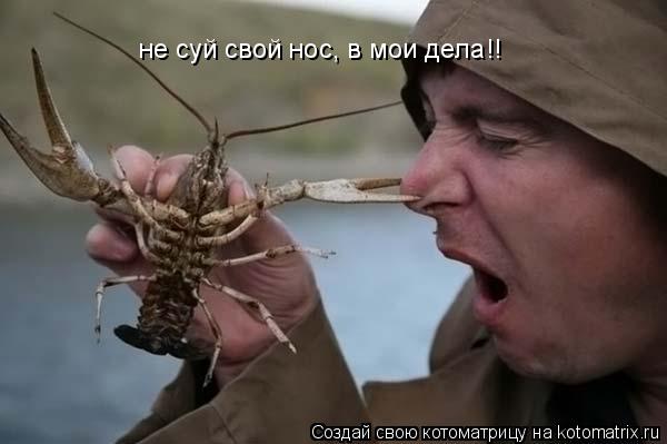 Котоматрица: не суй свой нос, в мои дела!!