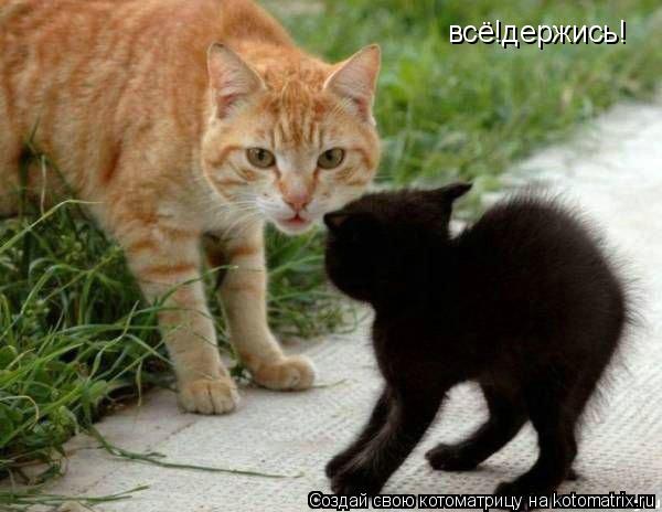 Котоматрица: всё!держись!