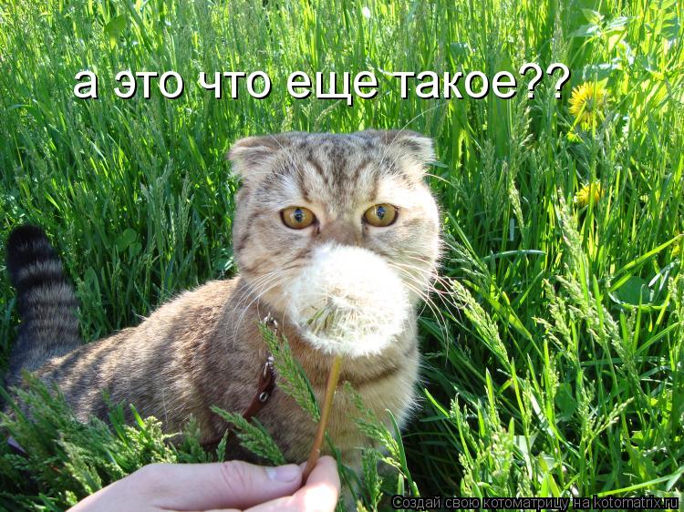 Котоматрица: а это что еще такое??