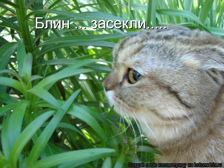 Котоматрица: Блин ... засекли.....