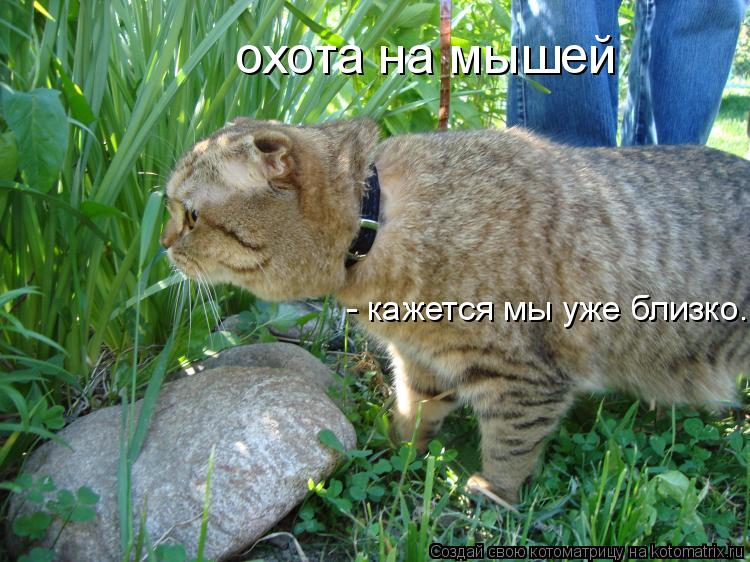 Котоматрица: охота на мышей - кажется мы уже близко..
