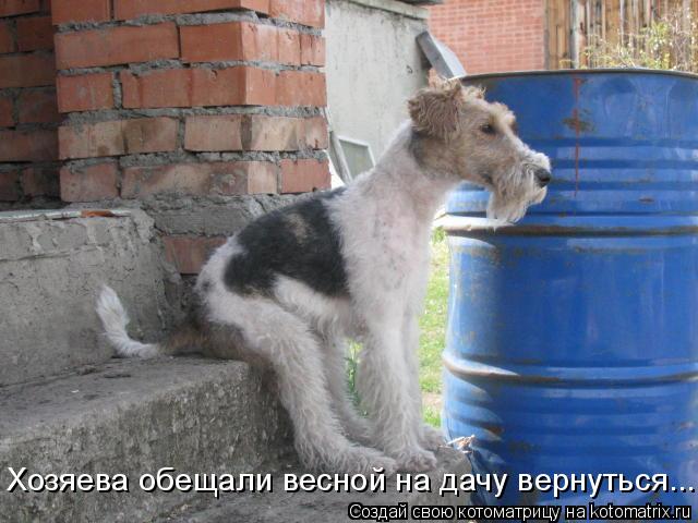 Котоматрица: Хозяева обещали весной на дачу вернуться...