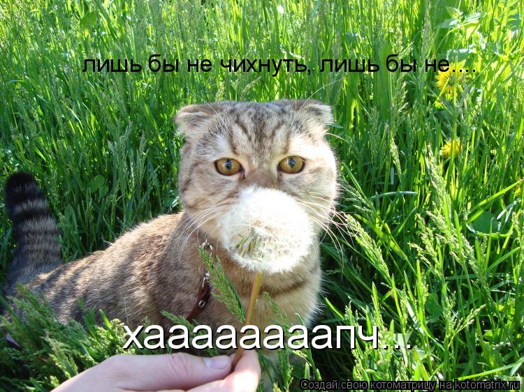 Котоматрица: лишь бы не чихнуть, лишь бы не.... хаааааааапч...