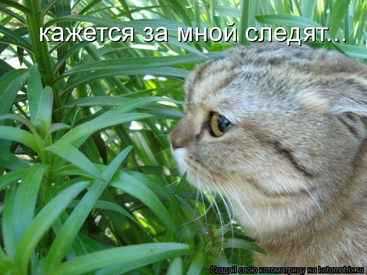 Котоматрица: кажется за мной следят...