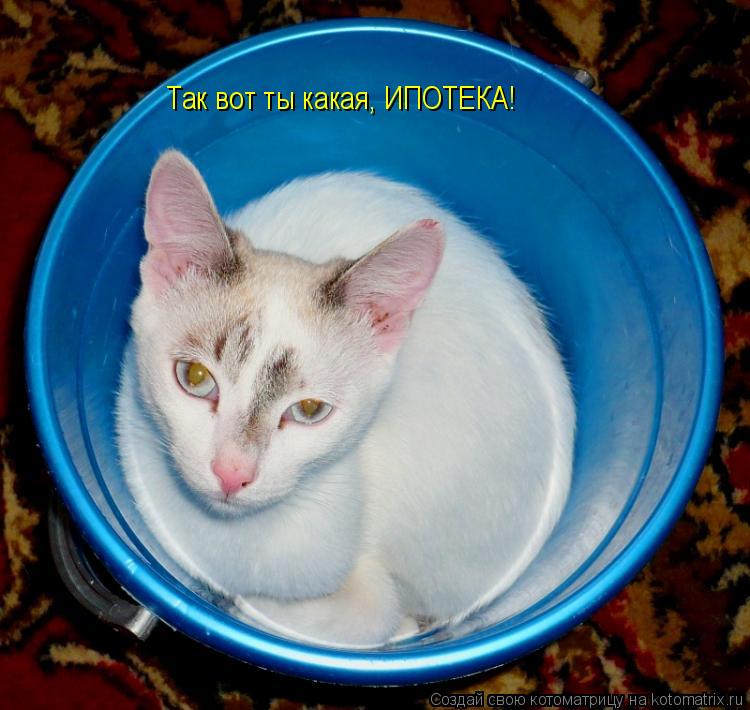 Котоматрица: Так вот ты какая, ИПОТЕКА!