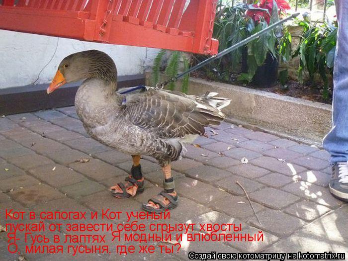 Котоматрица: Кот в сапогах и Кот ученый   пускай от завести себе сгрызут хвосты Я- Гусь в лаптях Я модный и влюбленный О, милая гусыня, где же ты?