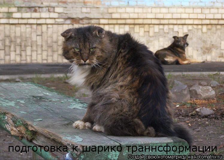 Котоматрица: подготовка к шарико траннсформации