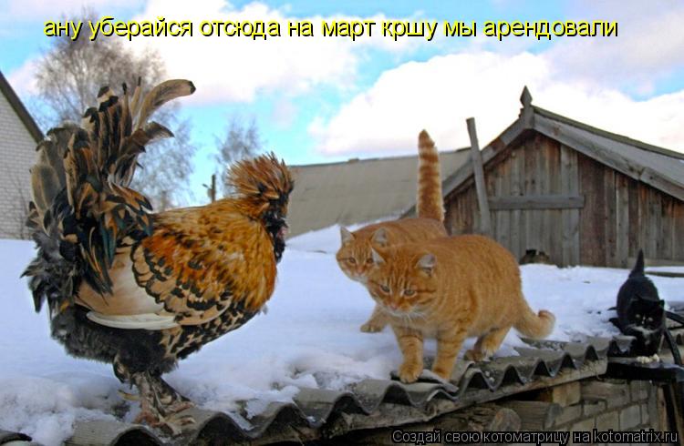 Котоматрица: ану уберайся отсюда на март кршу мы арендовали