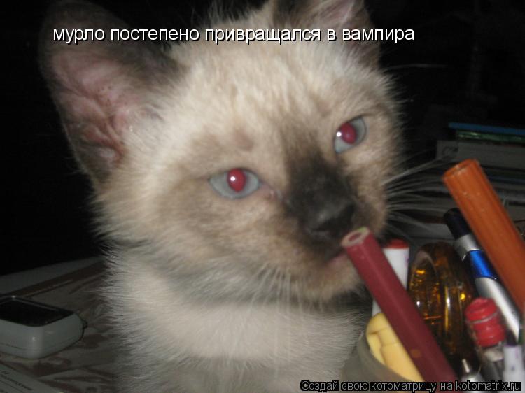 Котоматрица: мурло постепено привращался в вампира