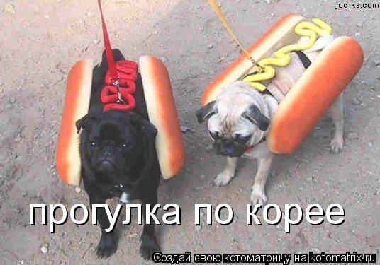 Котоматрица: прогулка по корее