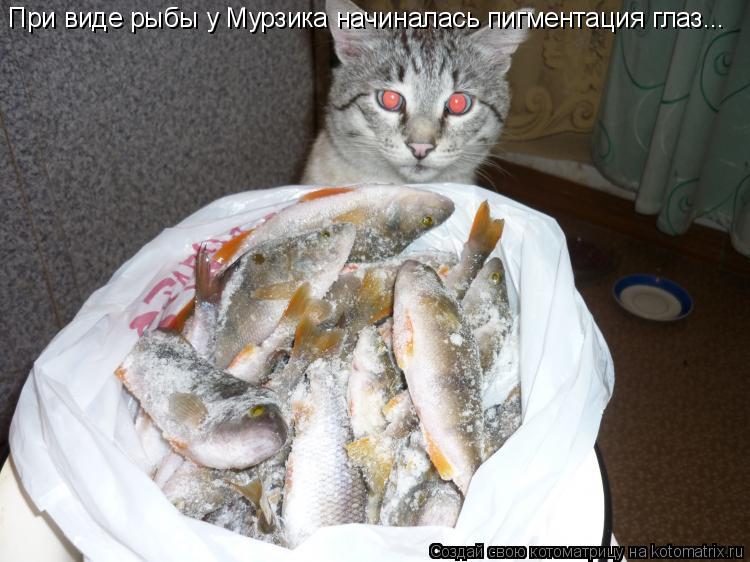 Котоматрица: При виде рыбы у Мурзика начиналась пигментация глаз...
