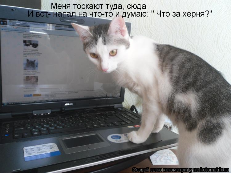 Котоматрица: Меня тоскают туда, сюда И вот- напал на что-то и думаю: " Что за херня?"
