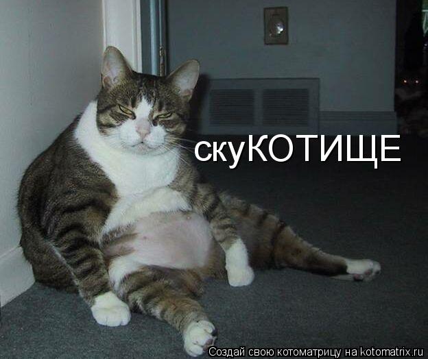 скуКОТИЩЕ... Котоматрица: скуКОТИЩЕ