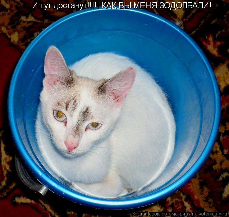 Котоматрица: И тут достанут!!!!! КАК ВЫ МЕНЯ ЗОДОЛБАЛИ!